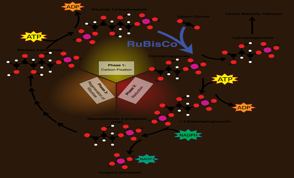 Calvin cycle